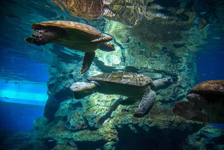 LEGOLAND® Japan Ticket - photo 9