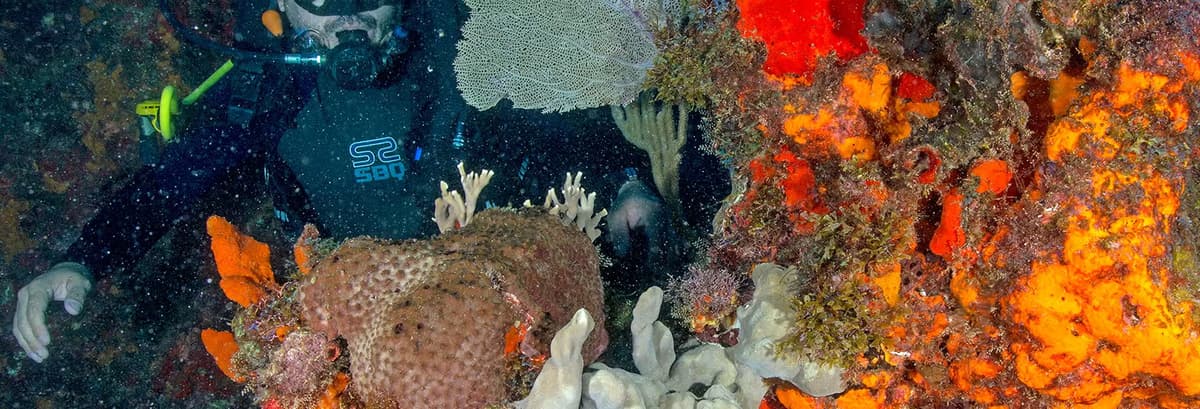 Buceo nocturno en Cancún - photo 1
