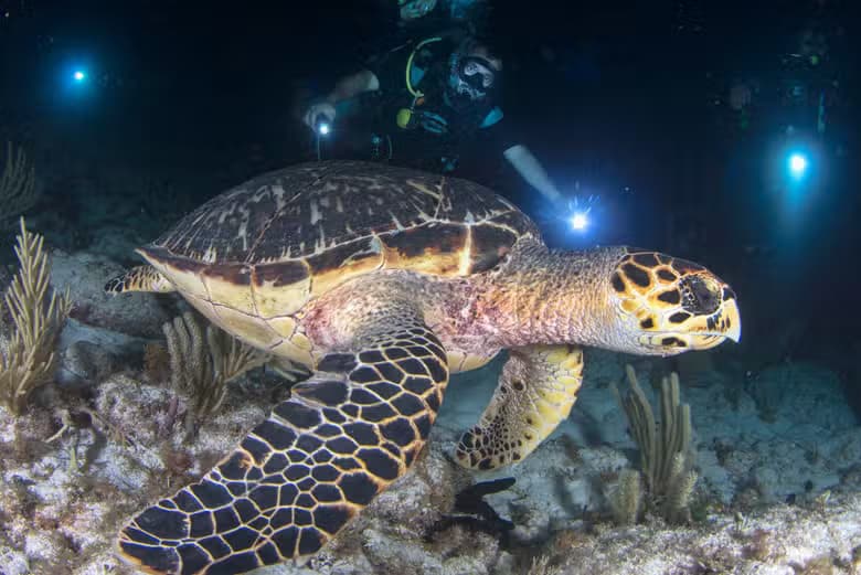 Buceo nocturno en Cancún - photo 3