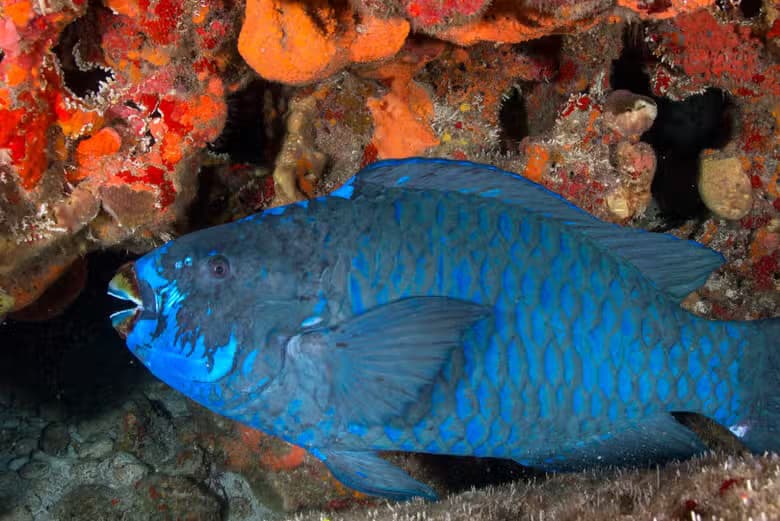 Buceo nocturno en Cancún - photo 4