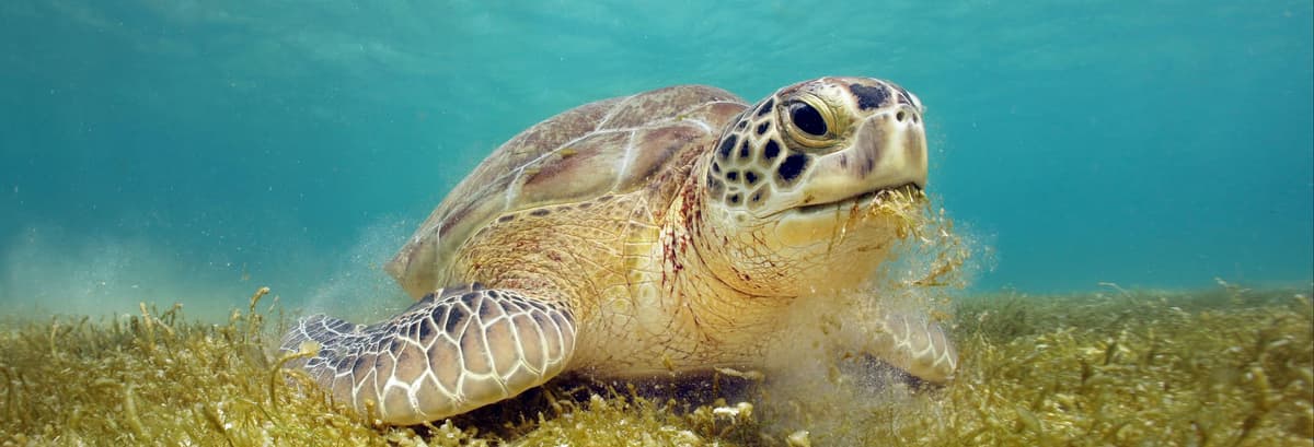 Excursión a la bahía de Akumal + Cenote Jaguar - photo 1
