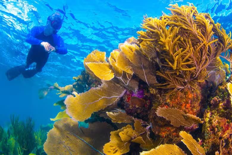 Snorkel en el MUSA - photo 8